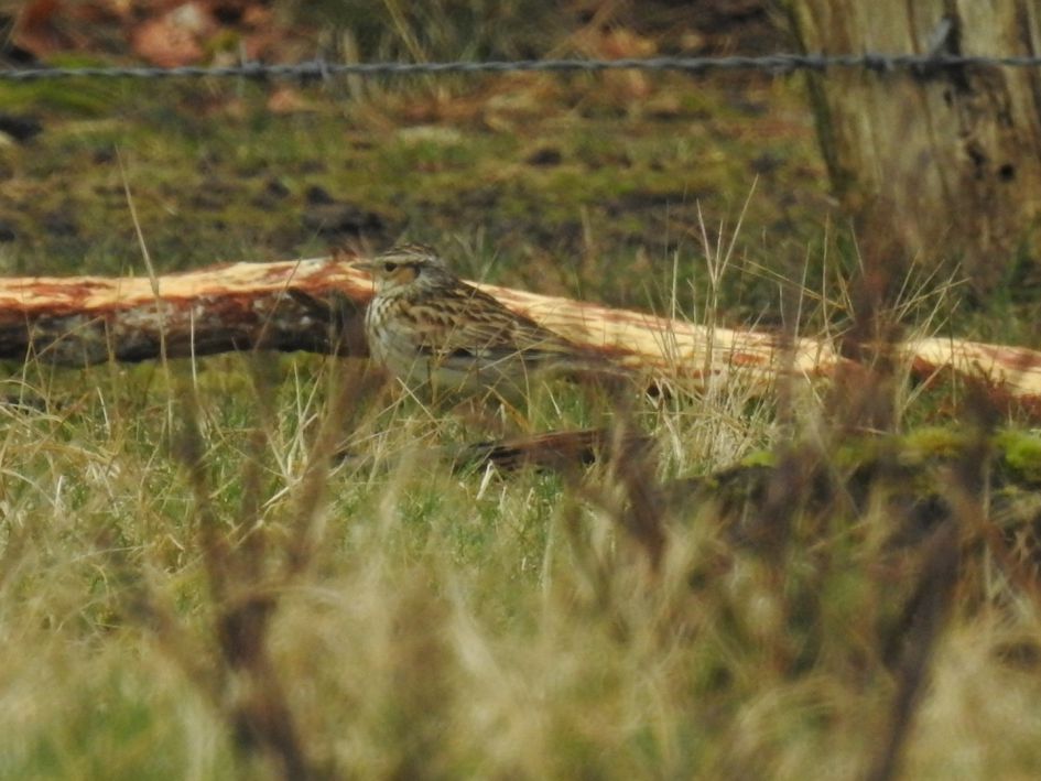 Wel of geen leeuwerik?